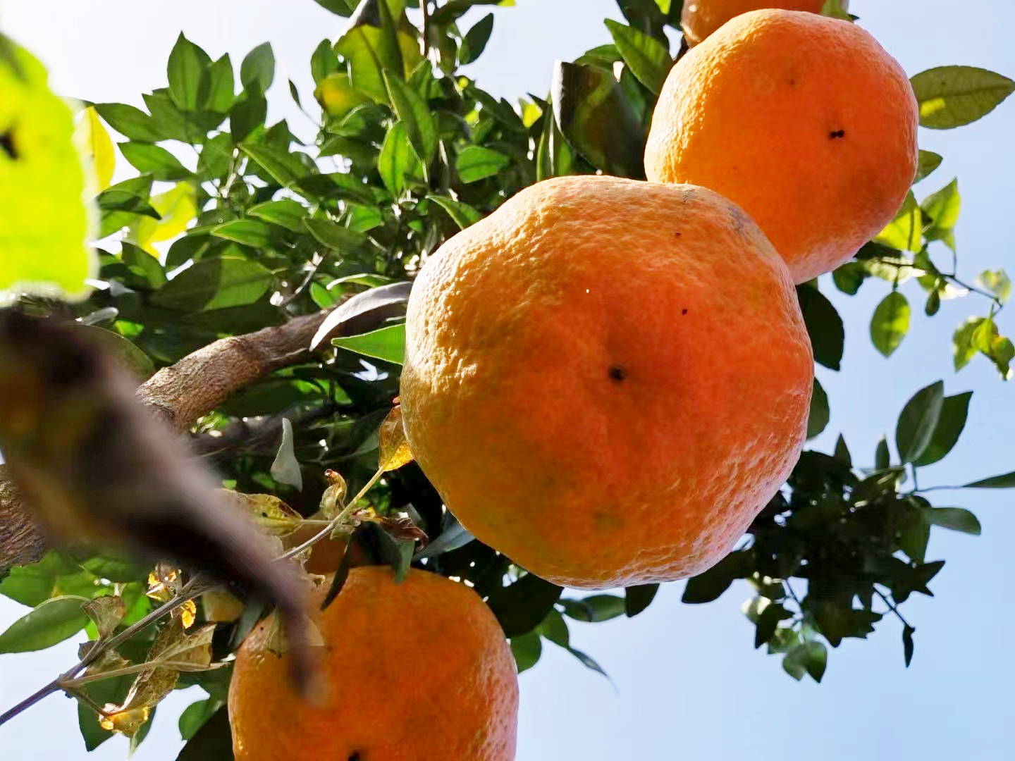 新春走一线：罗江「果王」丰收秘密