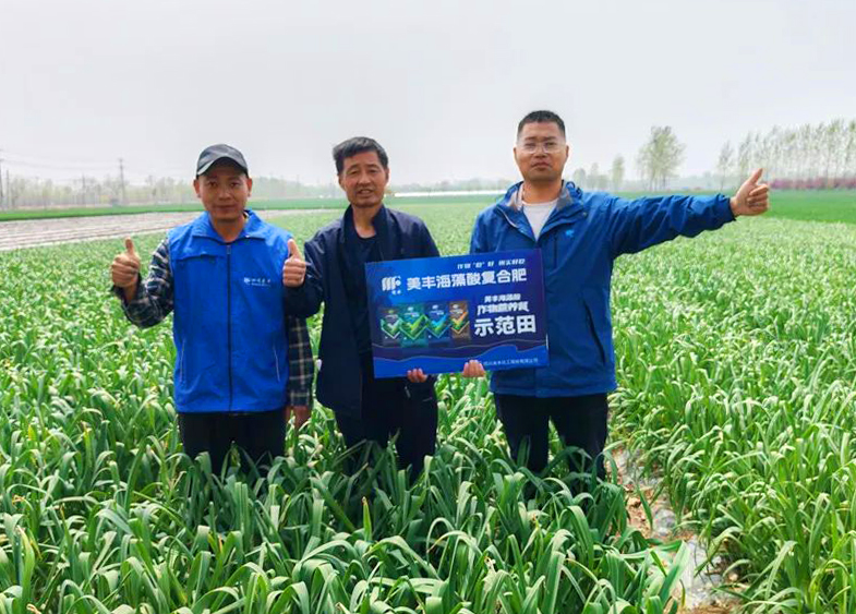 安博电竞肥料助力中原蒜乡喜丰收