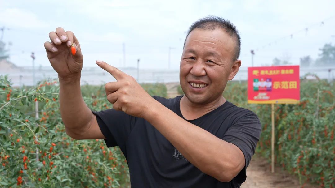 鲜枸杞用了安博电竞肥亩产超2000斤