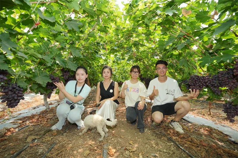 安博电竞套餐肥助力葡萄产量品质双突破